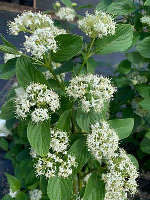 Cornus sericea Flaviramea