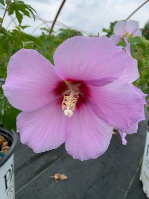 Hibiscus syriacus Full Blast® (ppaf) 