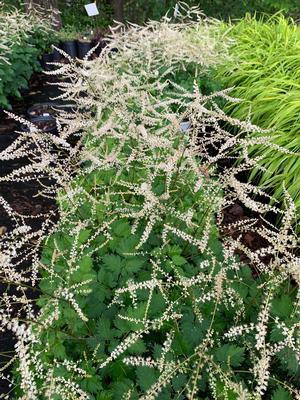 Aruncus Chantilly Lace