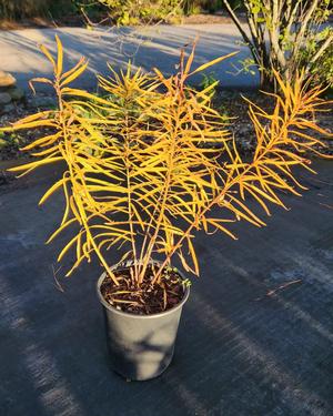 Amsonia Butterscotch