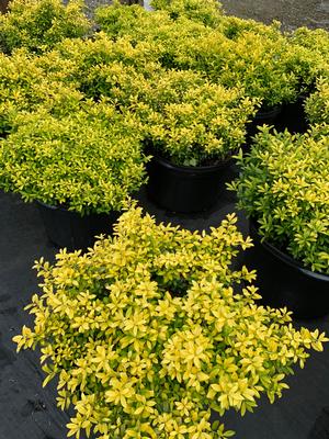 Ilex crenata Golden Soft Touch