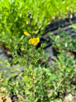 Baptisia tinctora 