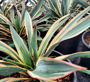 Yucca gloriosa Variegata