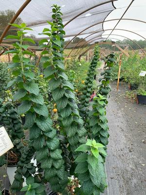 Philadelphus coronarius Illumination Tower PP31865 