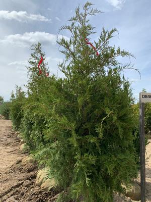 Juniperus virginiana Pendula