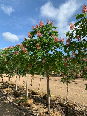 Aesculus x carnea Briotti