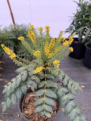 Mahonia x media Marvel (pp27425)