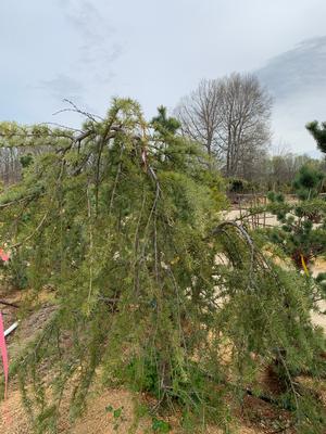 Cedrus deodara Pendula