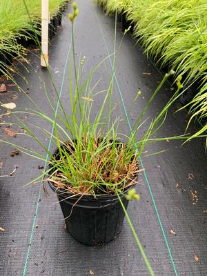 Carex bicknellii 