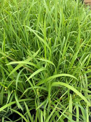 Carex flaccosperma 