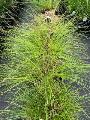 Carex rosea 