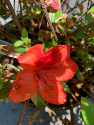 Azalea-Rhododendron Glen dale hybrid Buccaneer