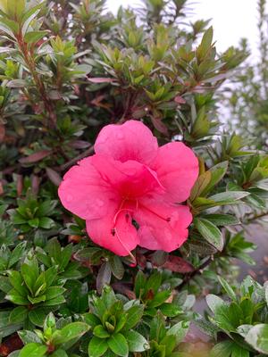 Azalea-Rhododendron Satsuki hybrid Chinzan