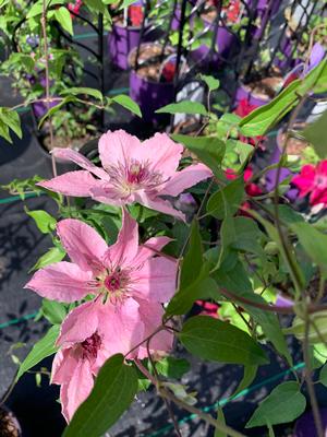 Clematis Sarah Elizabeth