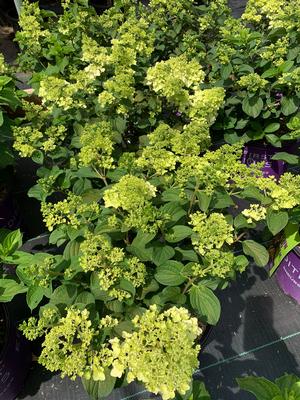 Hydrangea paniculata Little Hottie® (pp32549) 