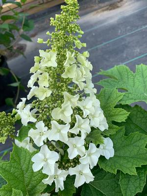 Hydrangea quercifolia Jetstream™ (pp25319) 