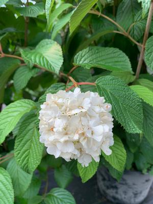 Viburnum plicatum Popcorn