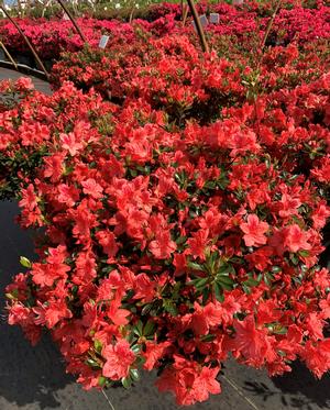 Azalea-Rhododendron Glen Dale hybrid Fashion