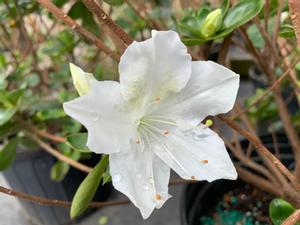 Azalea-Rhododendron Glen Dale hybrid Glacier