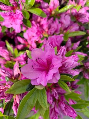 Azalea-Rhododendron Gable hybrid Herbert