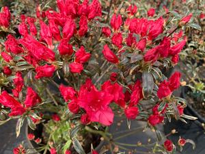 Azalea-Rhododendron Girard hybrid Silver Sword