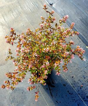 Abelia grandiflora Canyon Creek