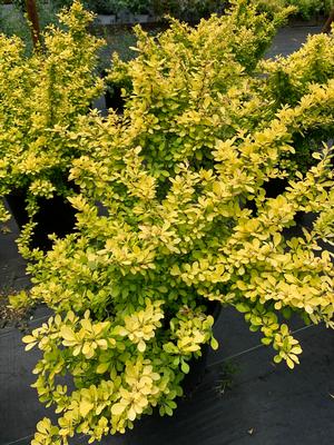 Berberis thunbergii Aurea Golden