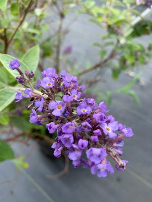 Buddleia Flutterby Petite® Blue Heaven (PP22069) 