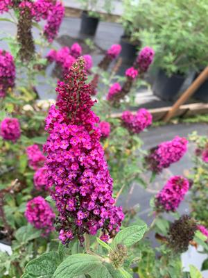 Buddleia Miss Molly(PP23425) 