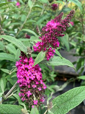 Buddleia Miss Ruby(PP19950) 