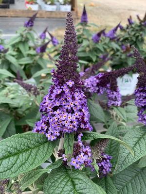 Buddleia Pugster Blue® (PP28794) 