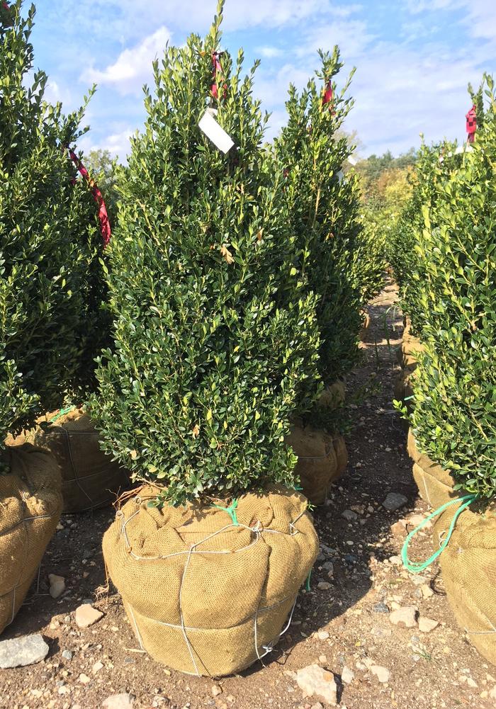 Buxus X Green Mountain