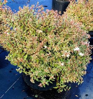 Abelia X grandiflora Confetti® 