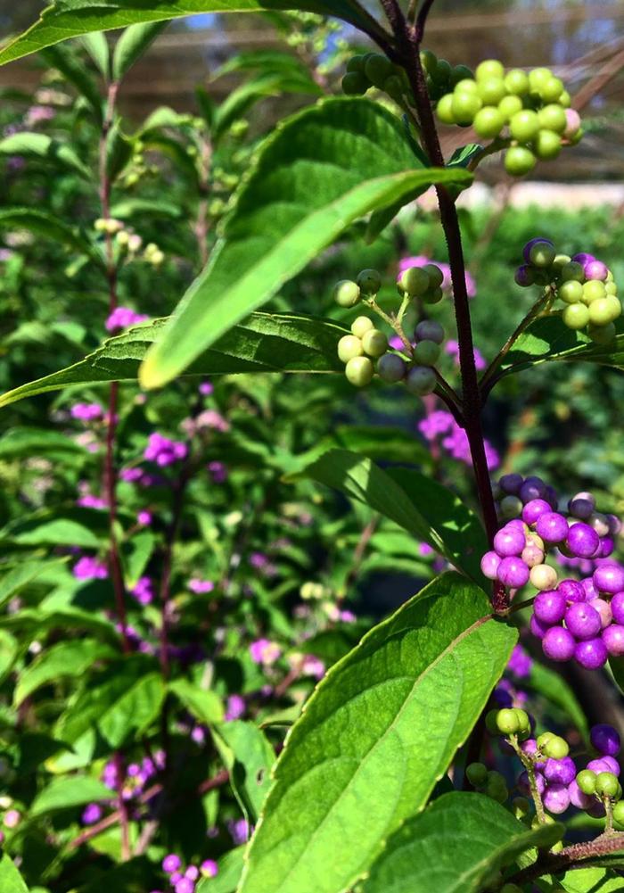 CALLICARPA dichotoma Issai