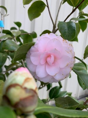 Camellia japonica Goggy