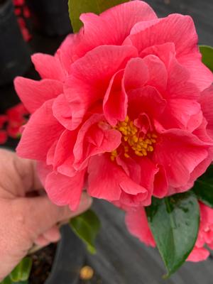 Camellia japonica Kumasaka