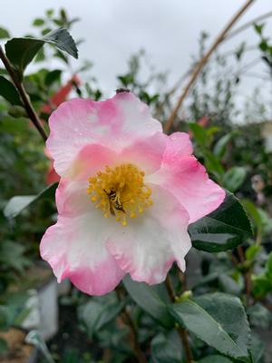 Camellia sasanqua Appleblossom