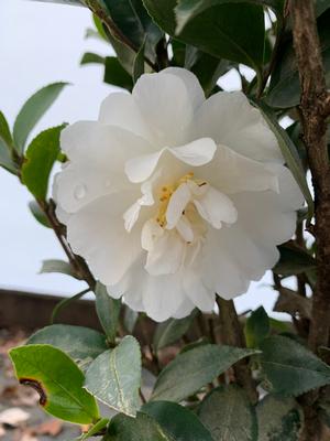 Camellia sasanqua Autumn Rocket