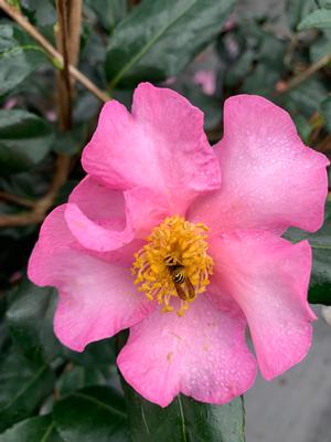 Camellia sasanqua Cleopatra