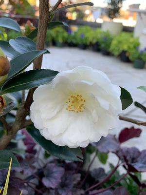 Camellia sasanqua Mine No Yuki