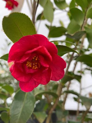 Camellia sasanqua Red Bird