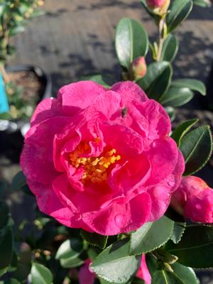 Camellia sasanqua Stephanie Gold