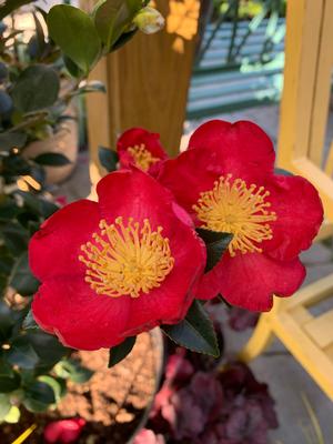 Camellia sasanqua Yuletide