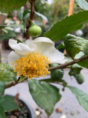 Camellia sinensis 