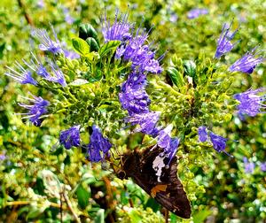 Caryopteris X clandonensis Longwood Blue