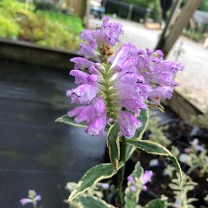 Physostegia virginiana Variegata