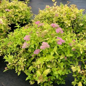 Spiraea X bumalda Limemound®