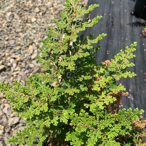 Fern-Selaginella Brauni 