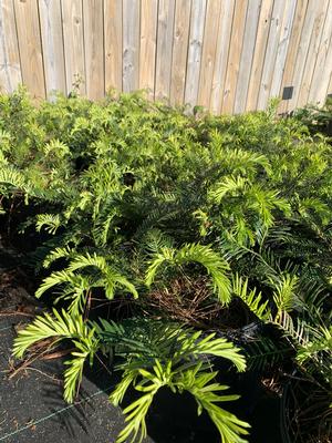 Cephalotaxus harringtonia Fritz Huber