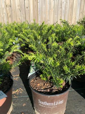 Cephalotaxus harringtonia Yewtopia®